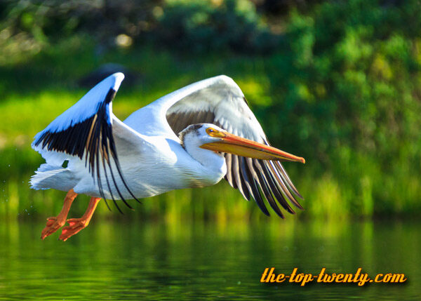 American White Pelican list top 20 biggest birds American White Pelican
